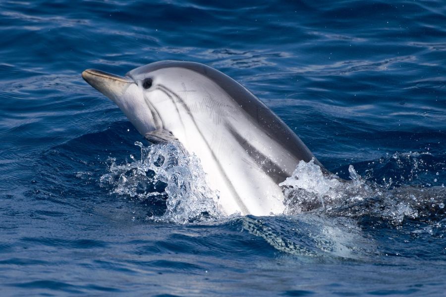 Dauphin bleu et blanc