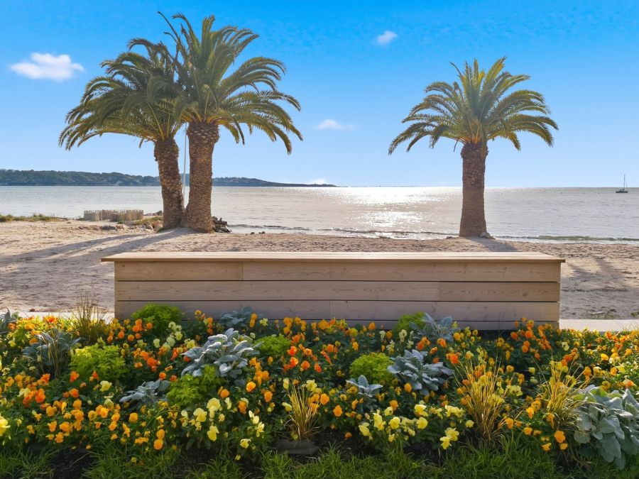 Palmiers face à la mer